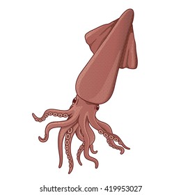 Squid-illustration-vector