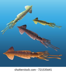 Squids swimming underwater. Vector illustration