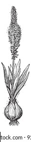 Squill oder Drimia maritima oder Sea squill oder Red squill oder Sea Zwiebeln oder Ein sit oder Ada sogani, vintage graved Illustration. Wörterbuch der Worte und Dinge - Larive und Fleury - 1895.