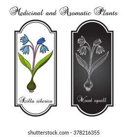 Squill (scylla) - spring flower. Botanical hand-drawn vector illustration