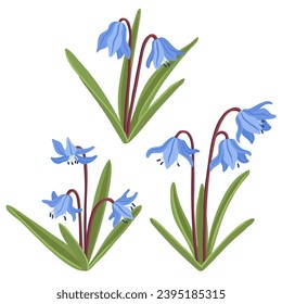 squills, spring scilla blue flowers, vector drawing wild plants at white background, floral elements, hand drawn botanical illustration