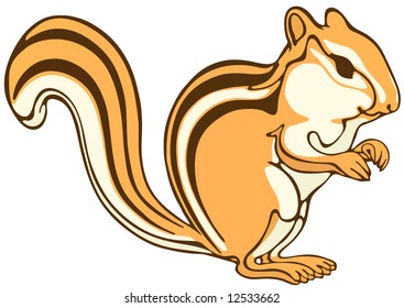 squirrel