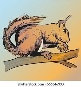 Squirrel