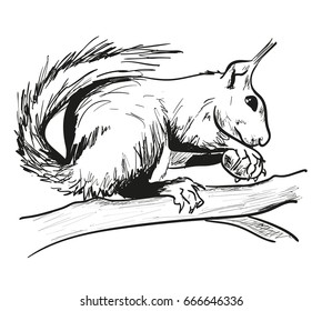 Squirrel