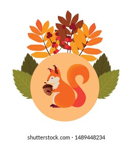 squirrel acorn happy autumn season flat design