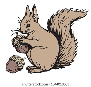 Squirrel acorns color drawing vector