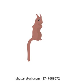 Squirrel Animal Cartoon Vector Illustration
