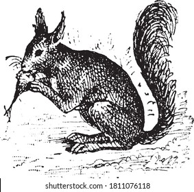 Squirrel animal, From the Dictionary of Word and Things, 1888.