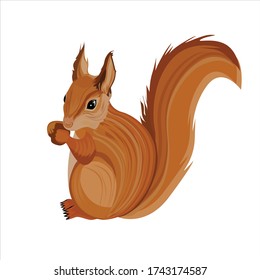 squirrel animal vector illustration design