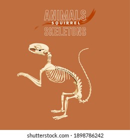 Squirrel Animals Skeletons in orange background - Vector