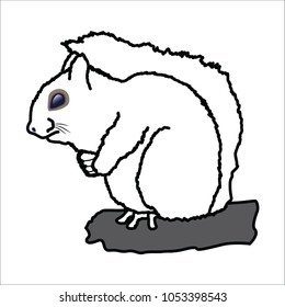 squirrel baby vector
