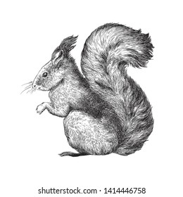 Squirrel - black and white engraving illustration