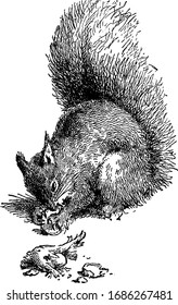 The squirrel with broken leg, vintage line drawing or engraving illustration