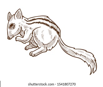 Squirrel or chipmunk with striped back isolated sketch, wild forest animal drawing vector. Furry species eating nuts, zoo and wildlife. Rodent mammal with long tail, Earth fauna and environment