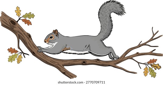 Squirrel climbing on a tree branch with oak leaves tree limb squirrel climbing illustration