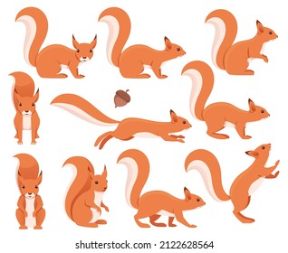 Squirrel collection. Animal design. Vector illustration isolated on white background