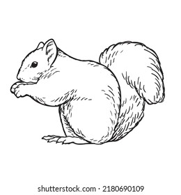 squirrel detailed hand drawing vector