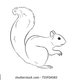 Squirrel Line Drawing Images Stock Photos Vectors Shutterstock