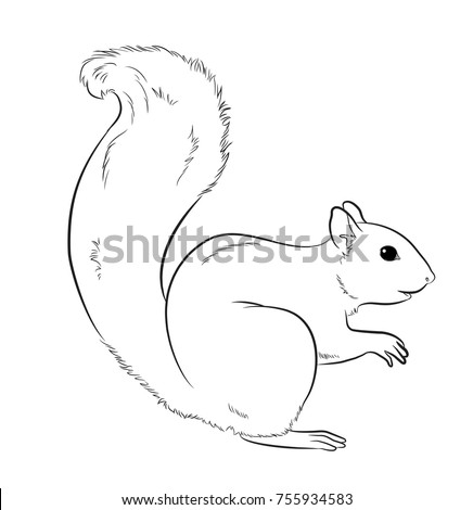 Squirrel Drawing Vector Illustration Stock Vector (Royalty Free ...