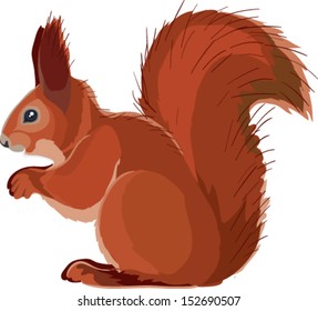 squirrel drawn in vector art