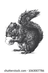 Squirrel eating. Ink black and white animal illustration, Forest animal, Hand drawn vector illustration of a squirrel, Animal illustration.