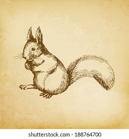 Squirrel With A Fluffy Tail. Hand Drawing