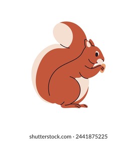 Squirrel, forest animal with furry fluffy tail. Cute small rodent eating food, feeding with nut, acorn in paws. Fuzzy mammal character. Flat vector illustration isolated on white background