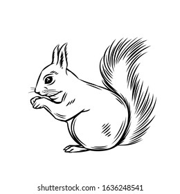 Squirrel forest animal. Wild rodent ink illustration. Vector illustration of squirrel.