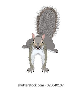 Squirrel Front Facing
