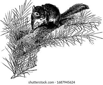 Squirrel in grass in this picture, vintage line drawing or engraving illustration.