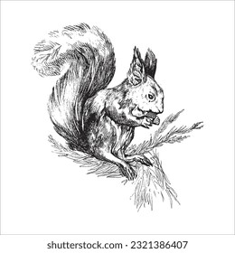 Eichhörnchen, handgezeichnete Illustration, Eichhörnchenzeichnung, Tier, Wald, Tätowierungsdesign, Kinderzeichnung