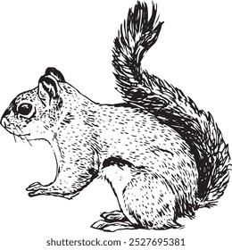 Squirrel - hand drawn realistic vector critter illustrator