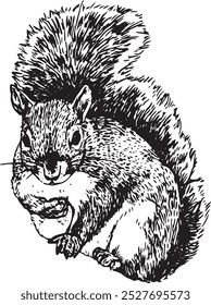 Squirrel - hand drawn realistic vector critter illustrator