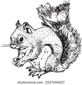 Squirrel - hand drawn realistic vector critter illustration