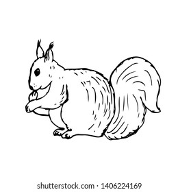 Squirrel. Hand drawn sketch. Vector illustration.