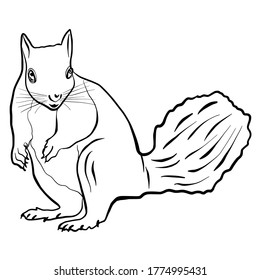 Squirrel hand drawn vector illustration isolated on white background 