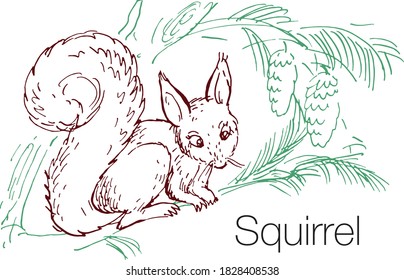 Eichhörnchen, handgezeichnet, Vektorgrafik. Lineare Gravur