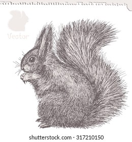 squirrel, hand-drawn ink sketch, vector illustration