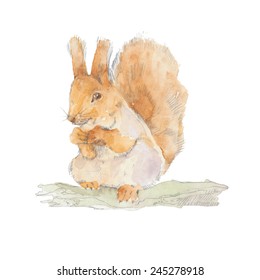 Squirrel. Hand-drawn watercolor illustration. Vector.
