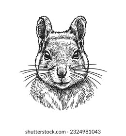 Ilustración vectorial de la cabeza de la ardilla, dibujada a mano