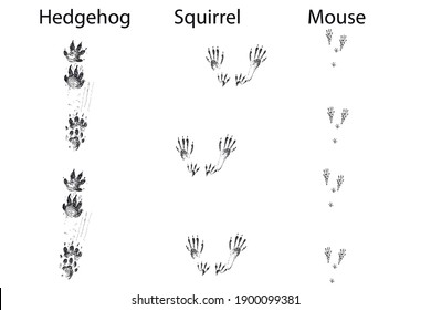 Squirrel, hedgehog, mouse tracks. Typical footprints - isolated black icon vector illustration on white background.