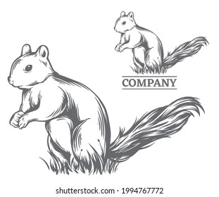 Squirrel illustration in hand drawn style, vector file, color is easy to edit, can be use for logo, icon, t-shirt design or any your design project