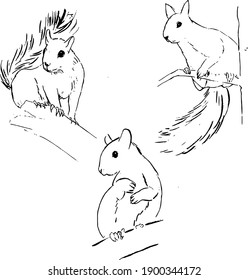 Ilustraciones de tinta de ardilla. Esbozos de animales salvajes. Grupo de dibujos vectoriales de dibujos naturales. Colección de arte animal forestal. Elementos aislados sobre un fondo blanco. 