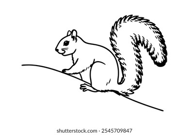 Squirrel Line Art Vector Illustration
