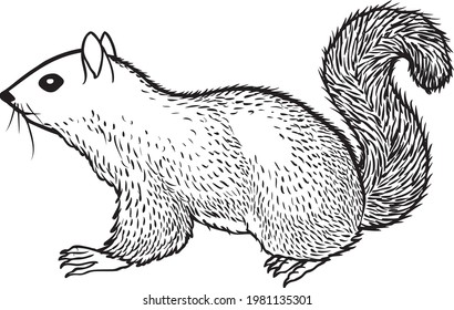 squirrel line vector illustration isolated on white background.animals top view .squirrel drawing