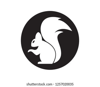 Squirrel logo template illustration design