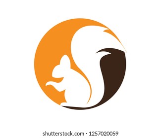 Squirrel logo template illustration design