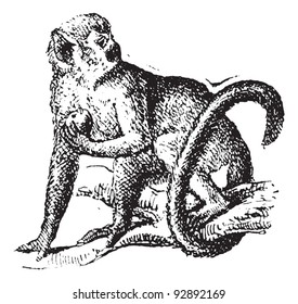 Squirrel monkey or Saimiri, vintage engraved illustration. Dictionary of words and things - Larive and Fleury - 1895.