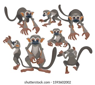 Squirrel monkeys live in the tropical forests of Central and South America in the canopy layer. Most species have parapatric or allopatric ranges in the Amazon, while is found disjunctly in Costa Rica