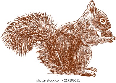 squirrel with nut